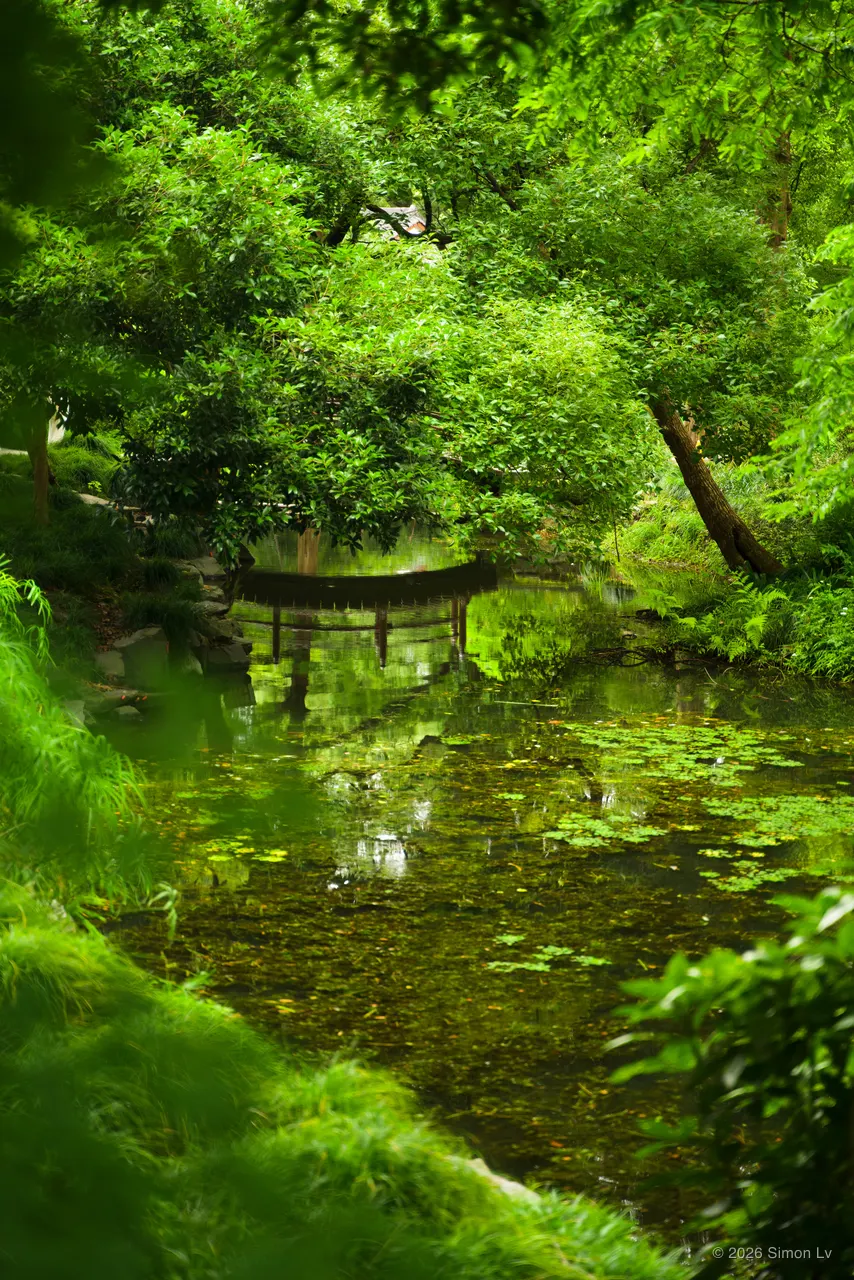 杭州夏日一池深浅交叠的绿色水面