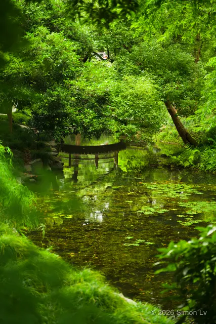杭州夏日一池深浅交叠的绿色水面