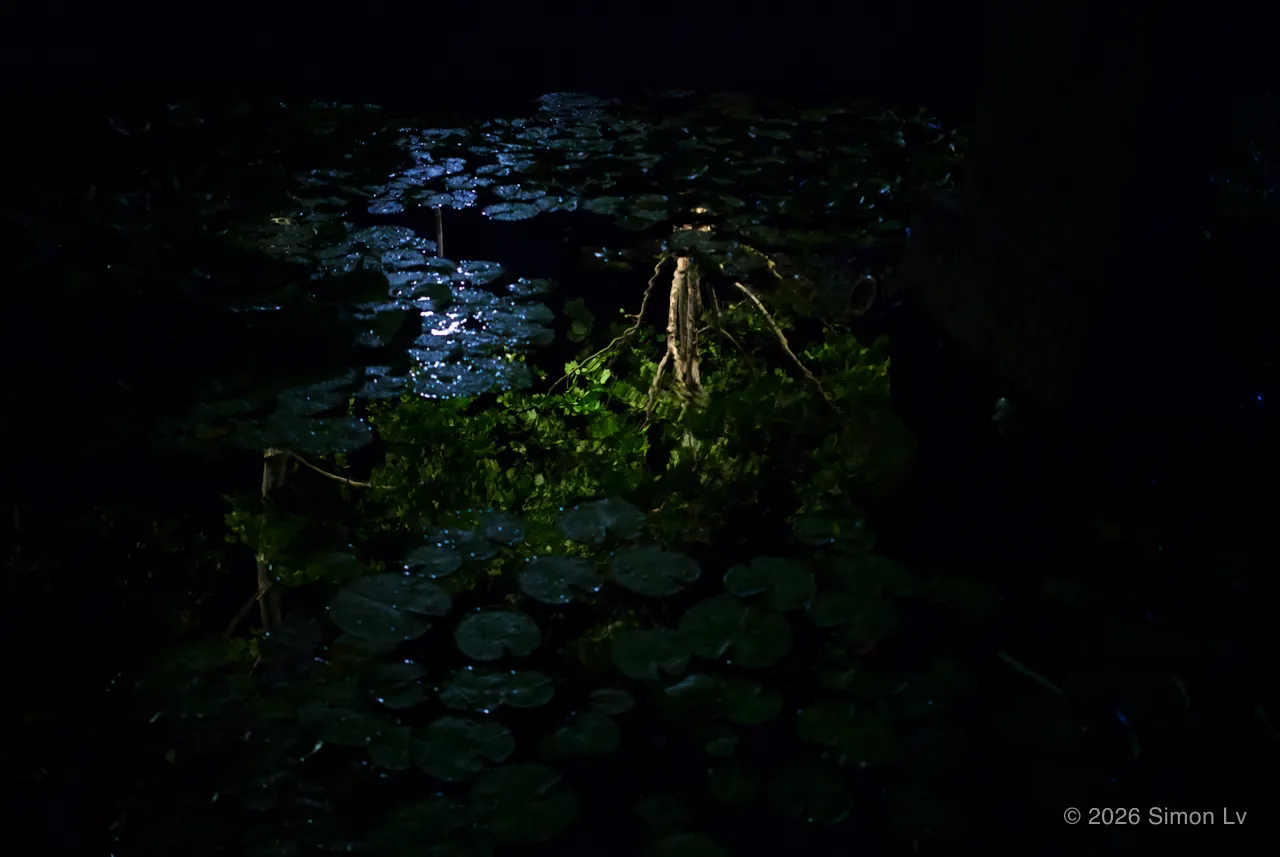 夜色里低光照亮的荷叶水面