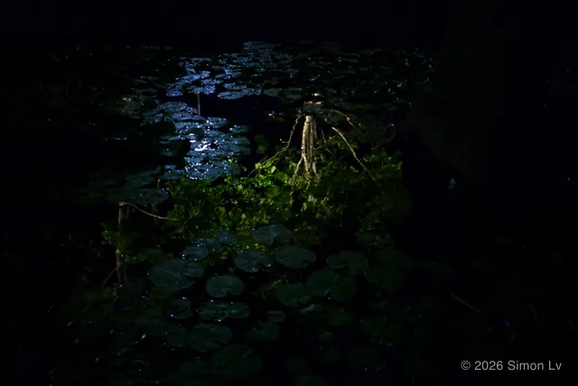 夜色里低光照亮的荷叶水面