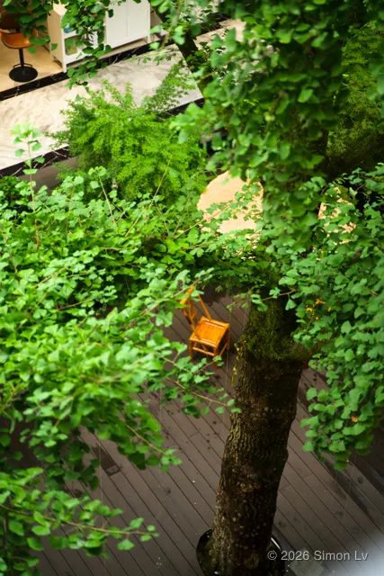 杭州庭院里被树冠围住的一小片橙色座椅